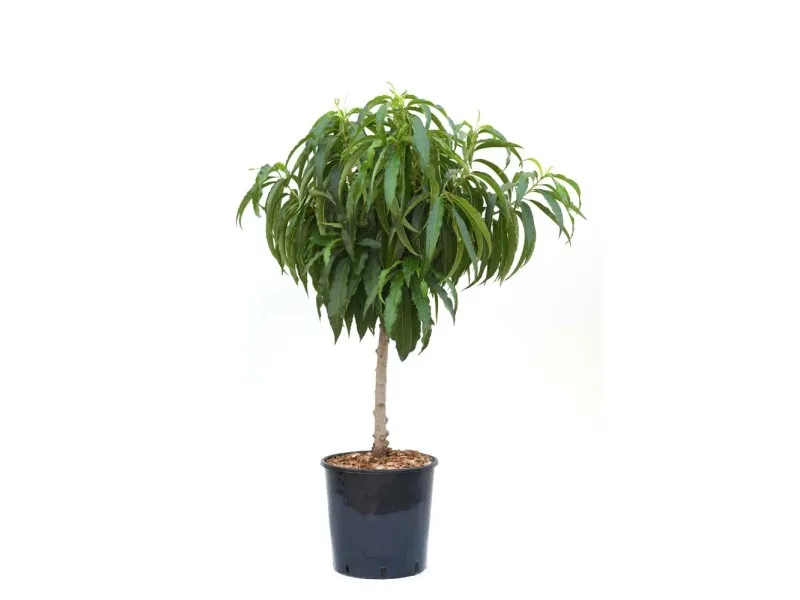 Pesco noce nano - Prunus nucipersica nano