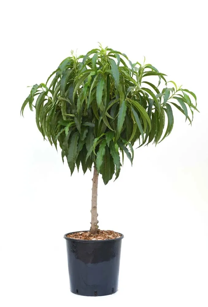 Pesco noce nano - Prunus nucipersica nano