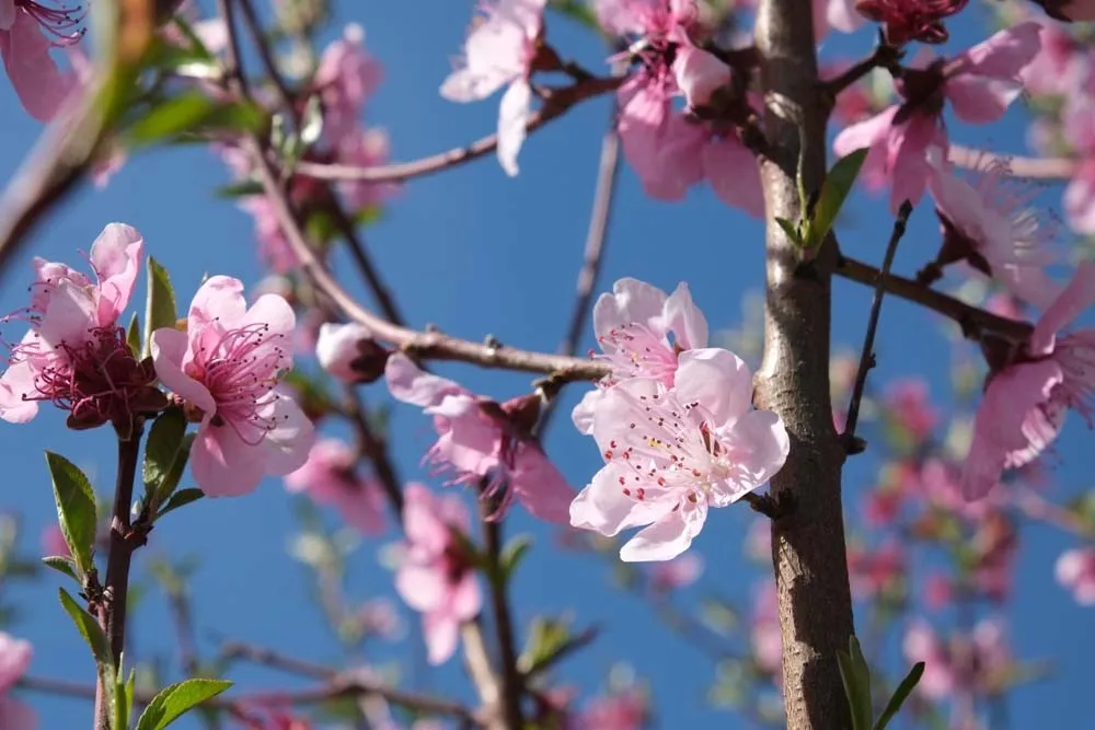 Pesco noce nano - Prunus nucipersica nano